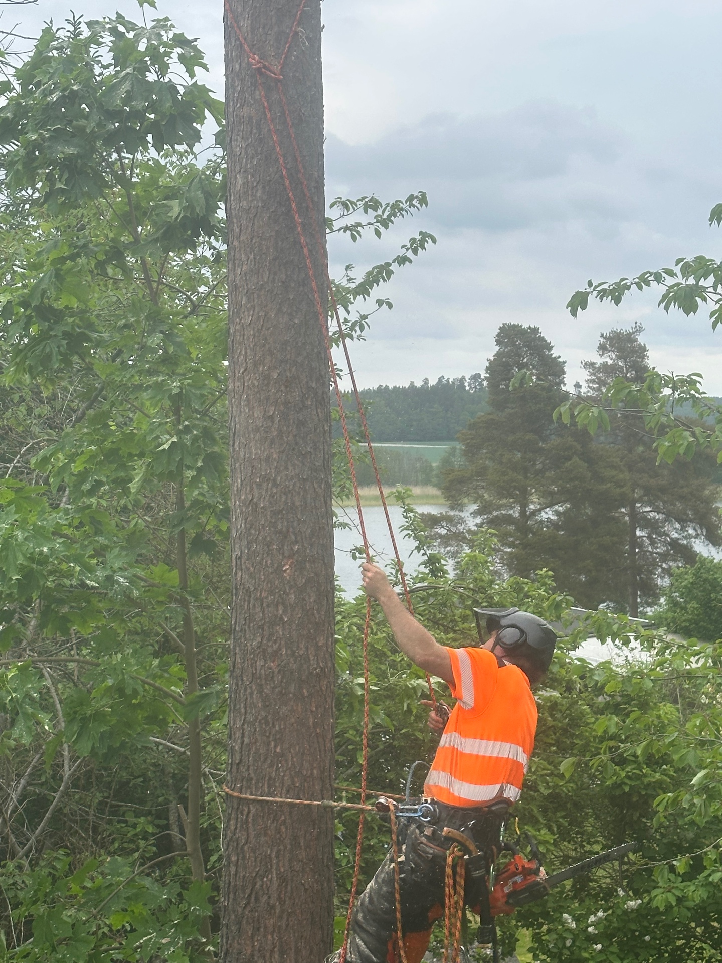 Arborist utför sektionsfällning av träd vid sjö i Danderyd