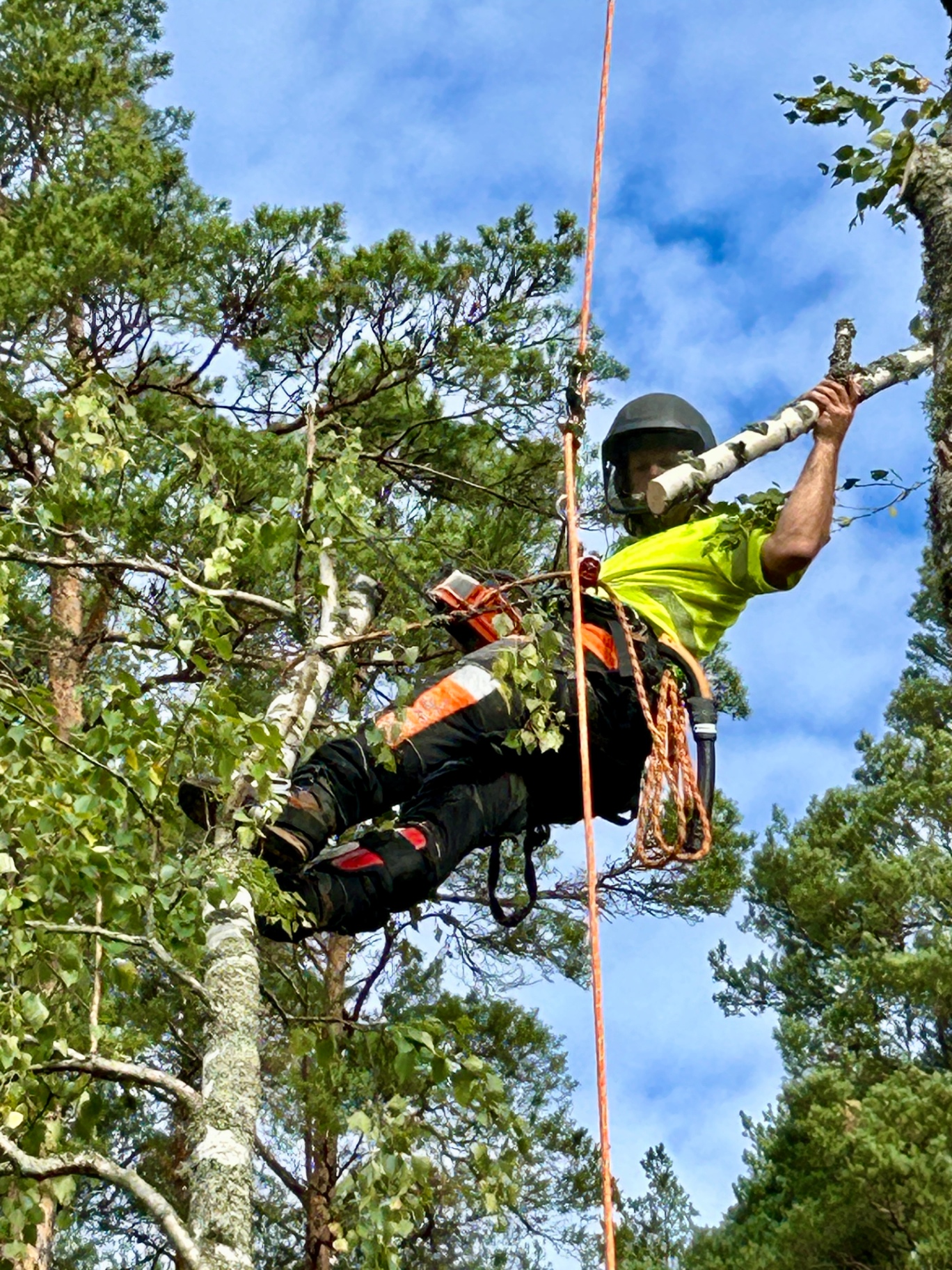 Arborist klättrar i ett träd med säkerhetsutrustning