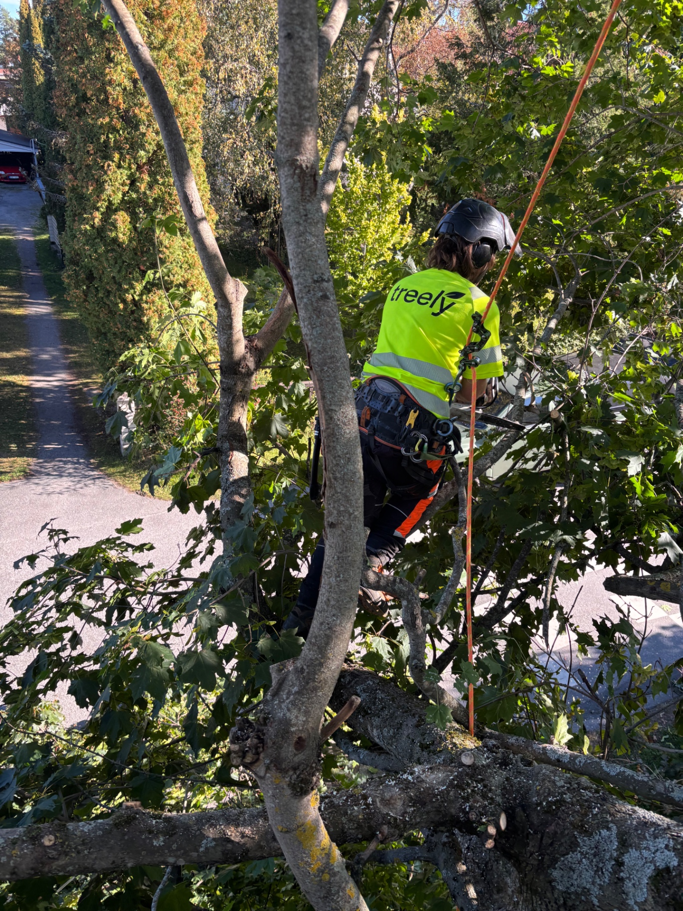 Arborist arbetar vid träd intill bostadsgata
